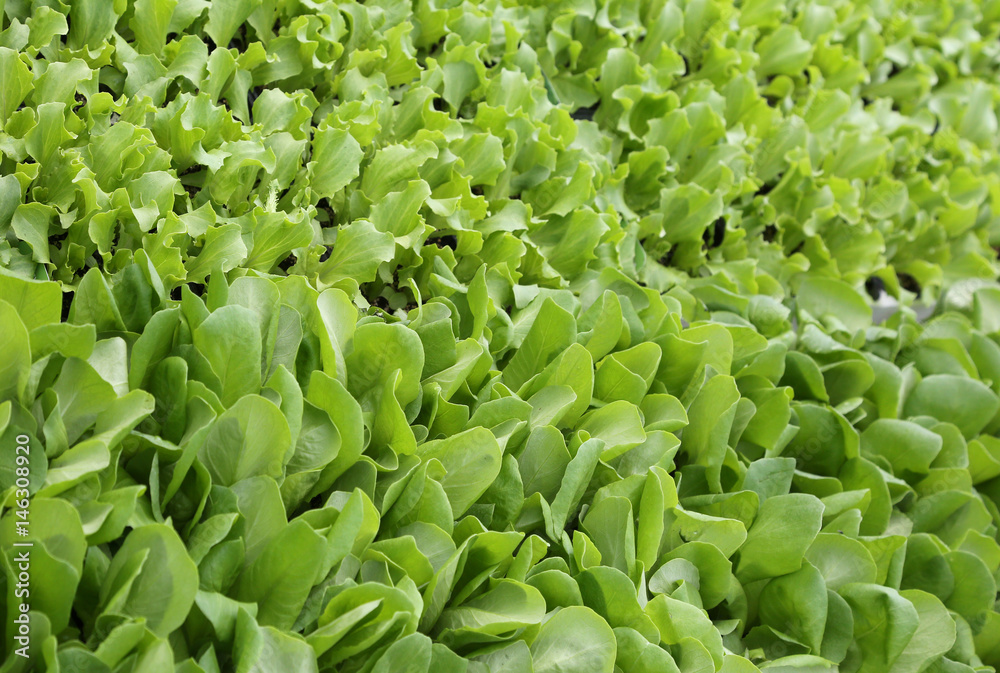 background of leaves of tender fresh lettuce on sale in the farm background of leaves of tender fresh lettuce on sale in the farm