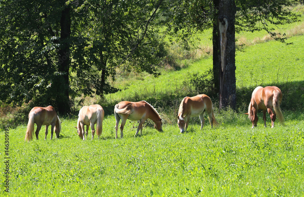 Five Horses grazing in the green meadow Five Horses grazing in the green meadow