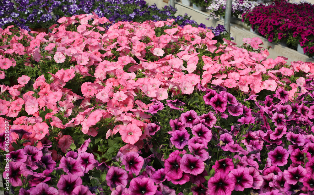 petunia for sale in the greenhouse in the spring