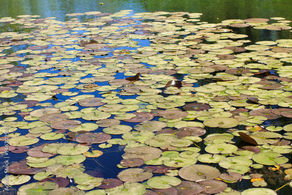 water lily, pond lily water lily, pond lily