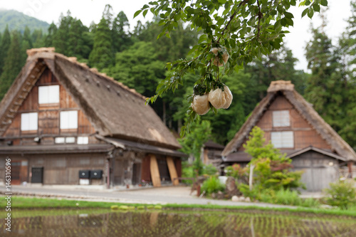 世界遺産 白川郷 初夏