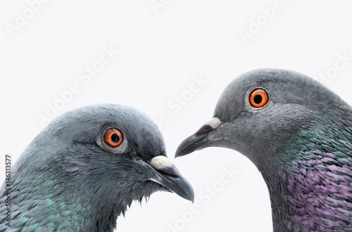Two Common Grey Pigeons