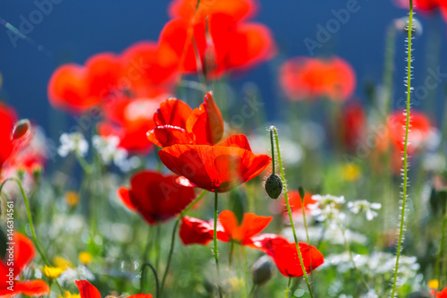 Poppy