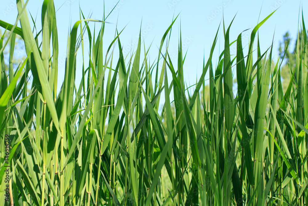 Obraz premium reed grass, reed beds