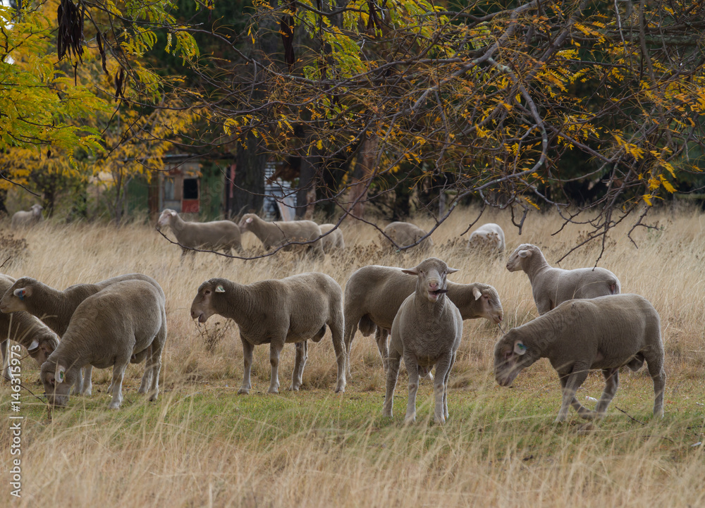 Obraz premium sheep under tree in autumn