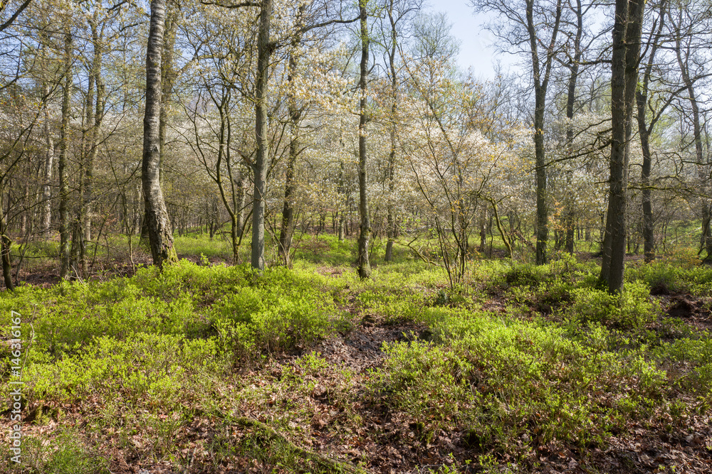 Forest. Forest.