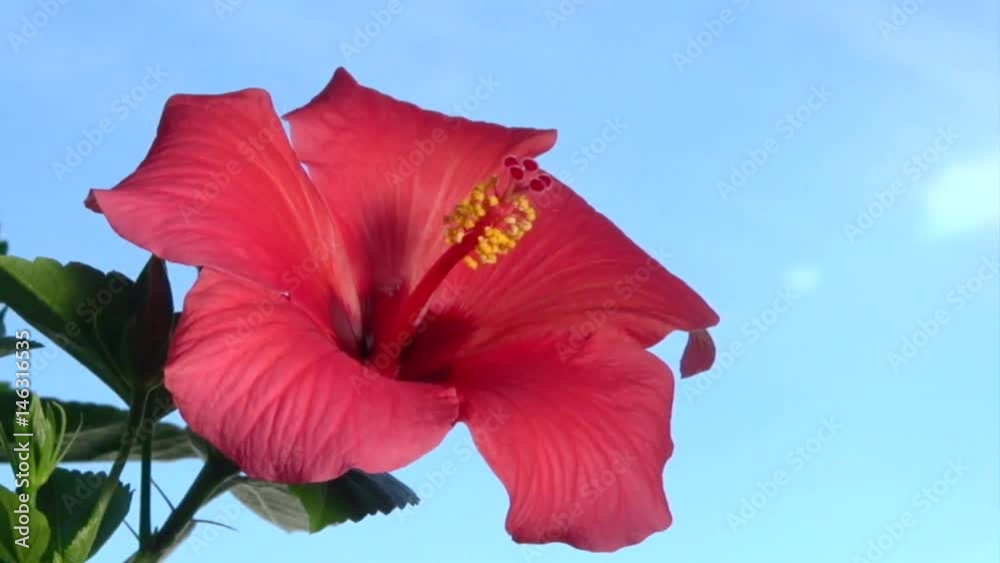 TIme Lapse Flower. Beautiful flower bloom. Red hibiscus blossom on background blue sky. High speed camera shot. Full HD 1080p. Timelapse 
