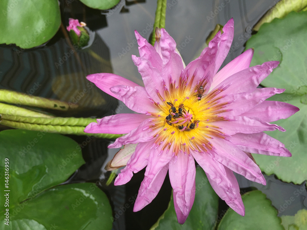 Violet Lotus or purple water lily with bee pollen Violet Lotus or purple water lily with bee pollen