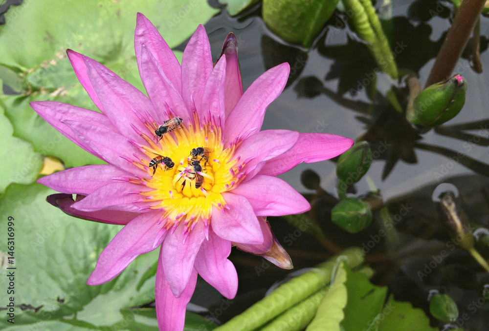 Violet Lotus or purple water lily with bee pollen Violet Lotus or purple water lily with bee pollen
