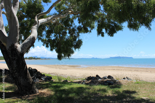 Shady tree with beach view and coastline