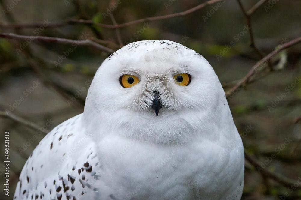 Obraz premium Snowy owl (bubo scandiacus)
