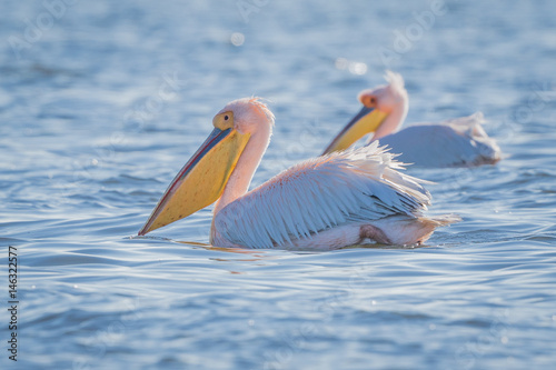 White Pelican in backlight