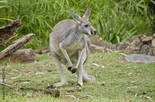 red kangaroo