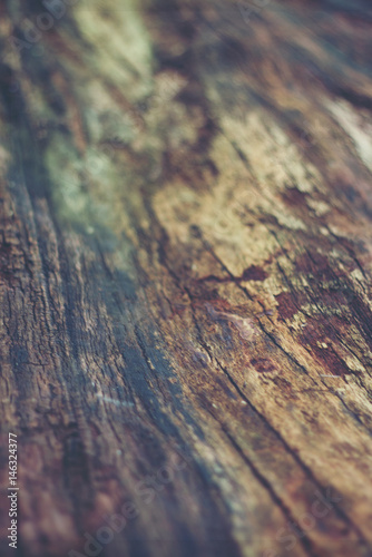 texture of bark wood use as natural background,Selective focus