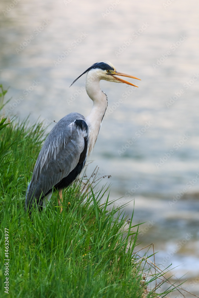 Grey heron standing on the river bank Grey heron standing on the river bank