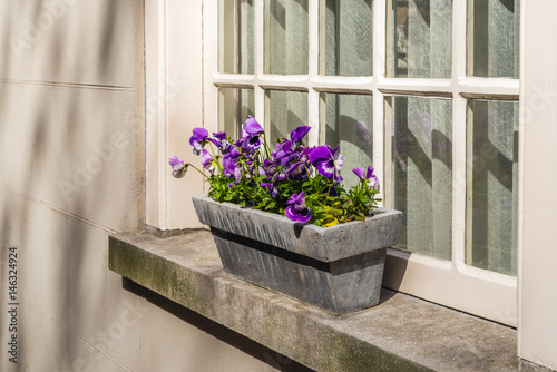 Purple flowering violas growing in a stone planter on a window sill