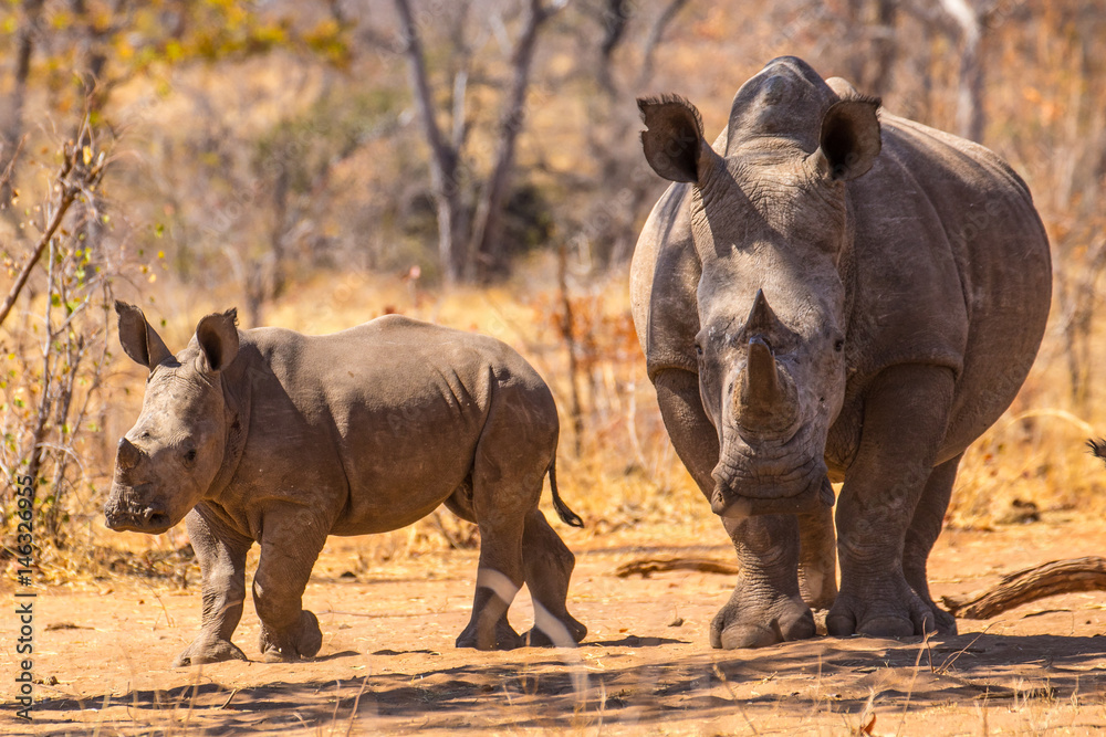 Fototapeta premium white rhino in the sun