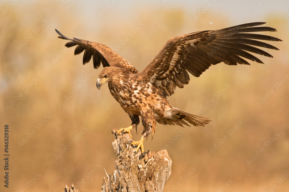 White-tailed Sea-eagle White-tailed Sea-eagle