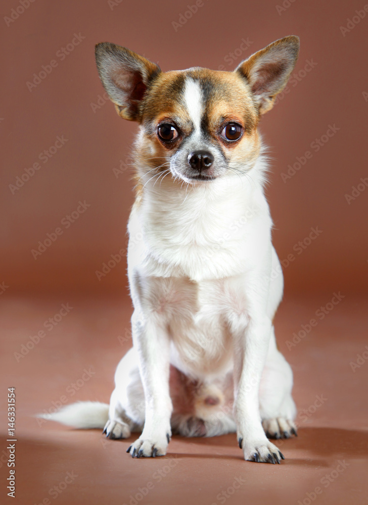 Chihuahua portrait Chihuahua portrait