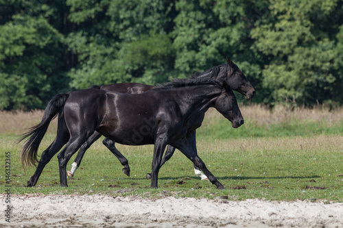 Pferde an der Müritz