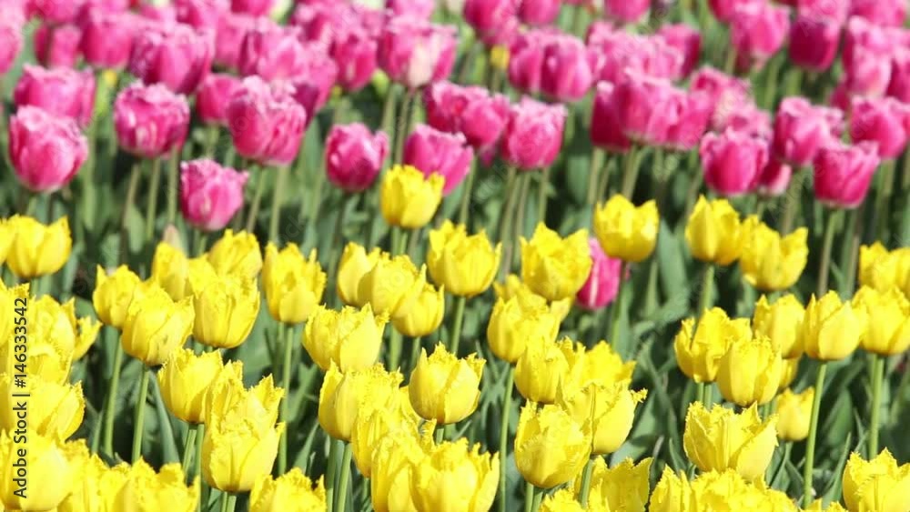 Spring backdrop of Tulip field. Close view of tulips on the field. Multi coloured tulips on nature background. Spring backdrop of Tulip field. Close view of tulips on the field. Multi coloured tulips on nature background.