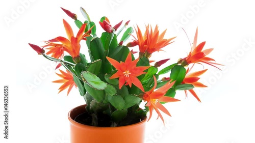 Red Easter Cactus Flowers Opening and Closing Timelapse on white background photo