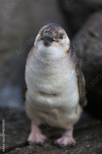 A penguin peeks out of his hiding place at St Kilda's Beach, Australia