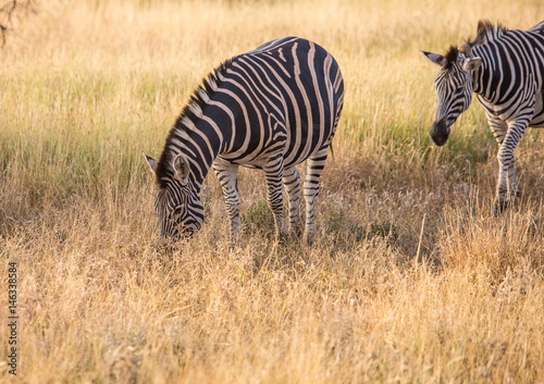 Plains Zebra at the Kruger National Park  South Africa