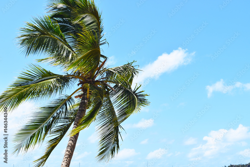 Naklejka premium Palm in the wind