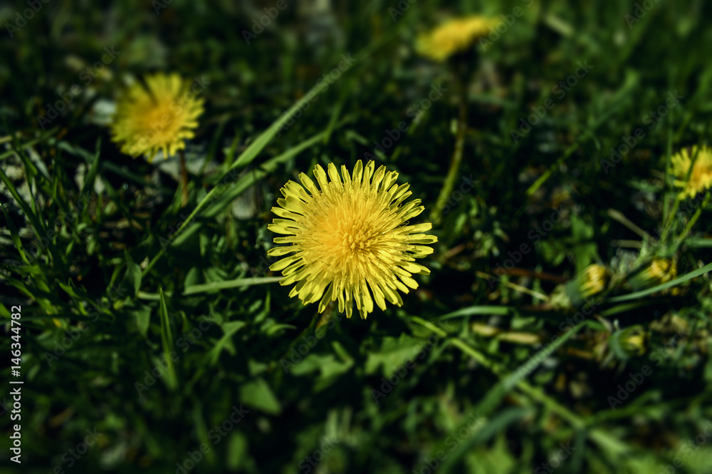 Yellow Spring Dandelion