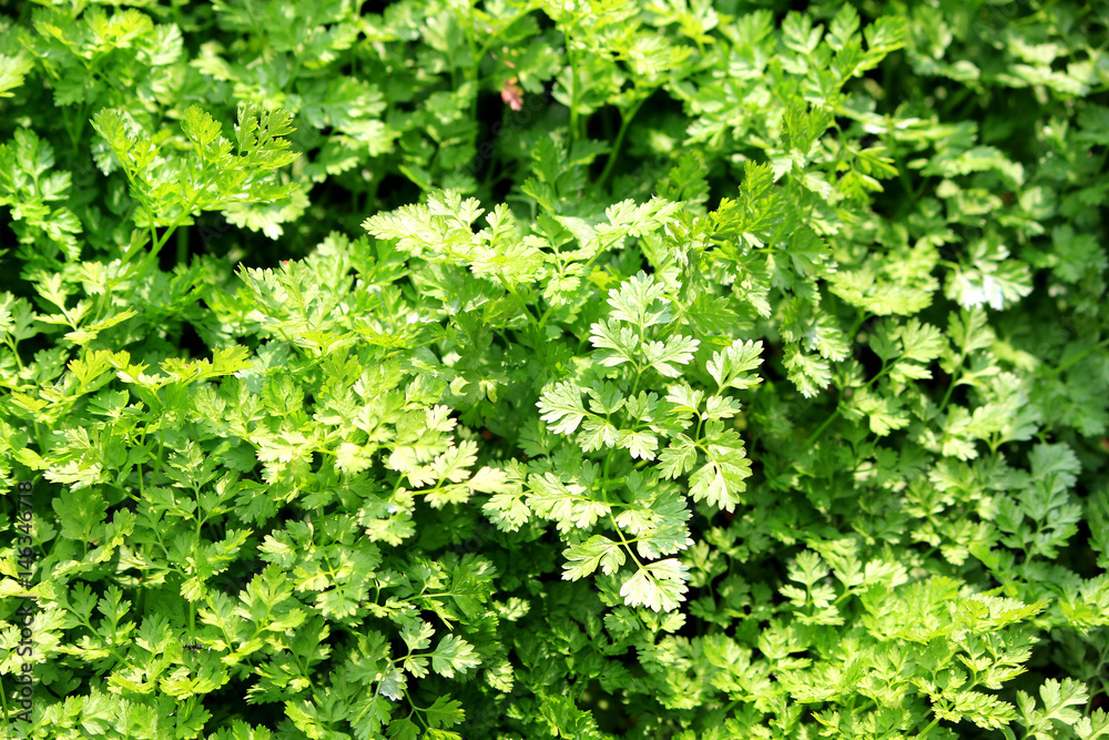 chervil herb field chervil herb field