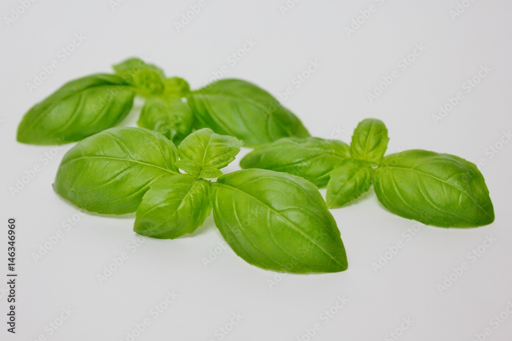 Isolated basil on white background