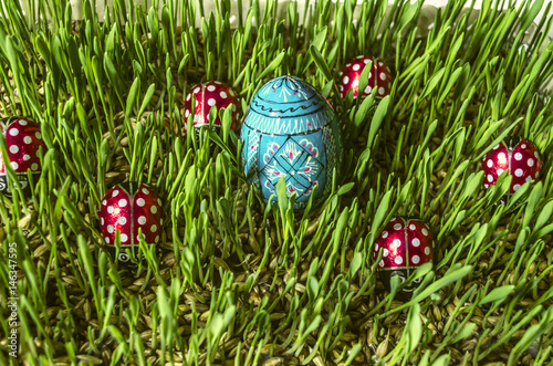 Sprouted  barley with painted wooden blue egg and chocolate ladybirds 
