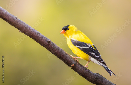 Fototapeta American Goldfinch (Spinus Tristis) male perched on branch closeup