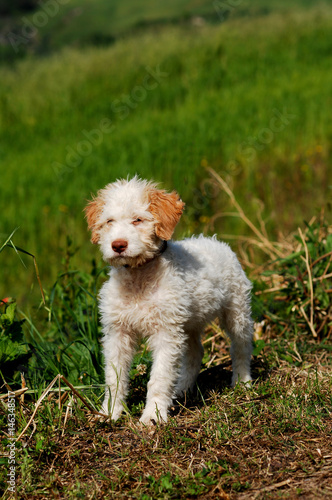 Puppy of Lagotto Romagnolo truffle dog