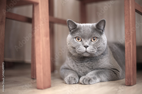 A gray cat sits on the floor under a table and chairs