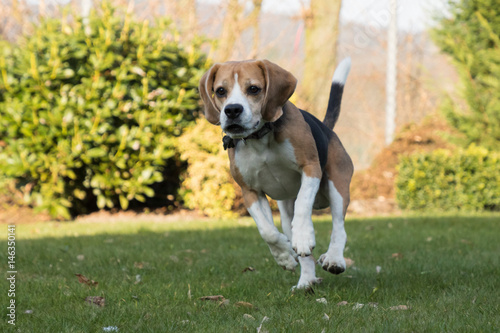 Fototapeta Naklejka Na Ścianę i Meble -  beagle jumping outdoor