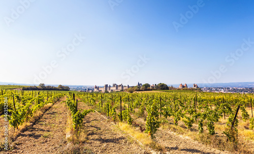 Vignoble et cité médiévale de la ville de Carcassonne,Languedoc-Roussillon, Aude, Occitanie, France
