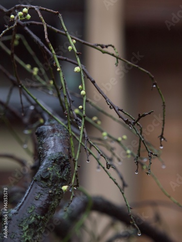 Ume/Kyoto,Japan photo