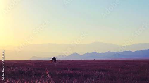 Lonely horse in Kazakhstan steppe on the mountain background. © tache