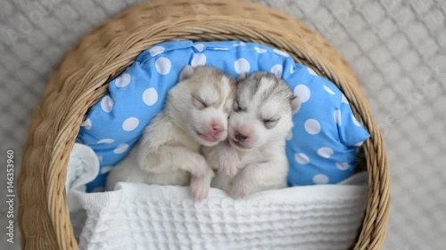 Cute siberian husky puppy sleeping and hugging in a basket2 photo