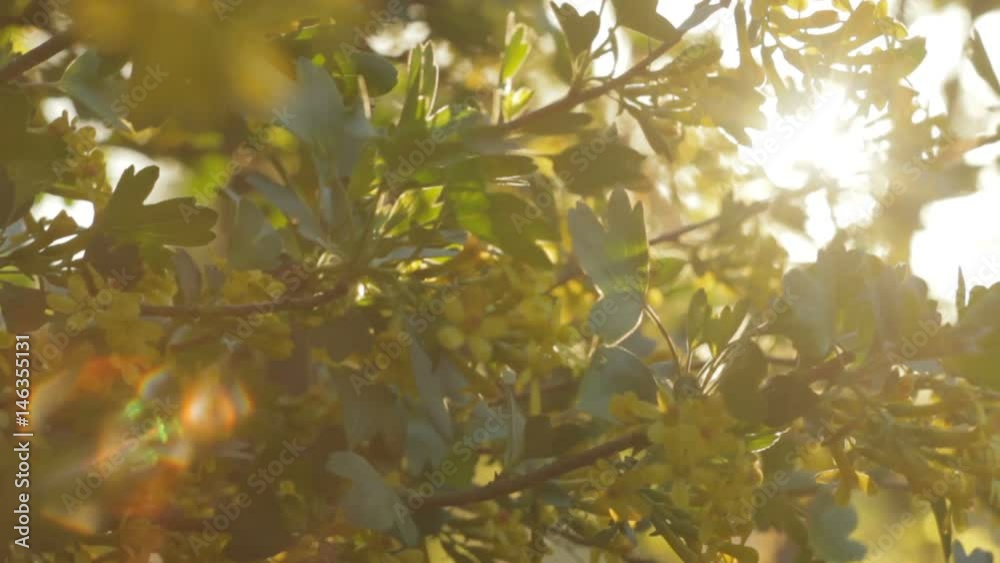 The background of the Sunrise in the nature, the spring bloom closeup The background of the Sunrise in the nature, the spring bloom closeup