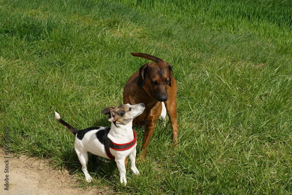 Jack Russel Terrier u Bayrischer Gebirgsschweißhund 4