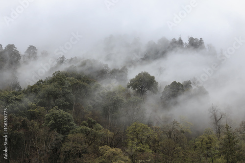 Remote foret in souther China home to the Yunnan Black Snub-Nosed Monkey (Rhinopithecus Bieti))