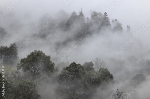 Remote foret in souther China home to the Yunnan Black Snub-Nosed Monkey (Rhinopithecus Bieti) photo