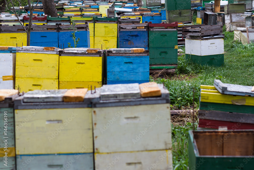 beehives in a grass garden beehives in a grass garden