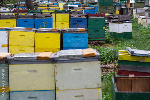 beehives in a grass garden © macondos