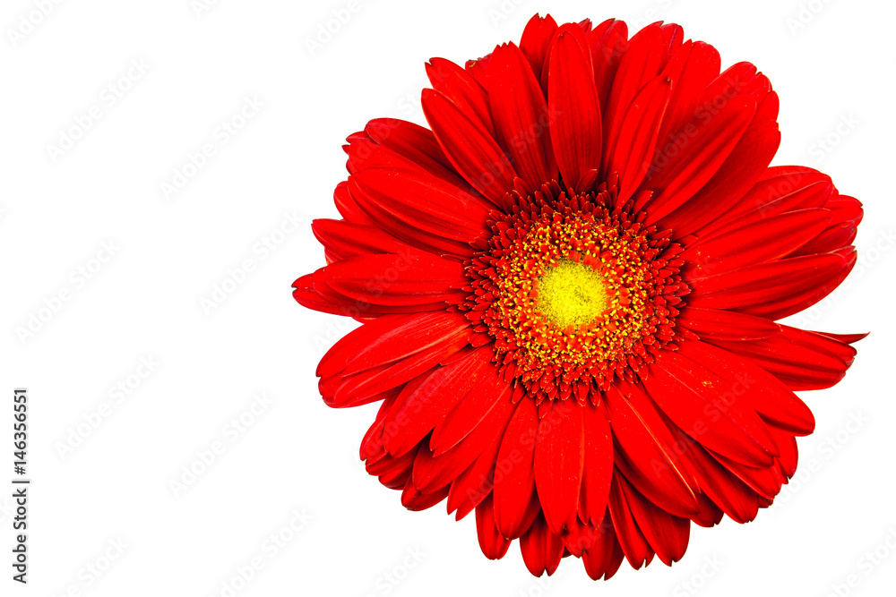 Red gerbera with white background