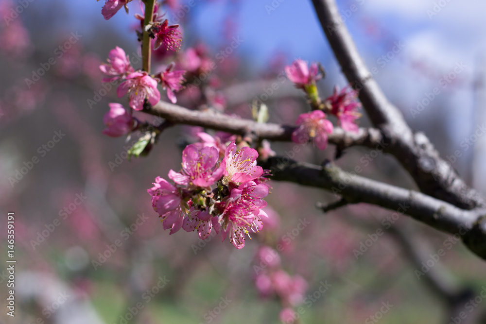 Peach Flowers Peach Flowers