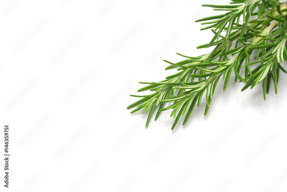 Rosemary on white background Rosemary on white background